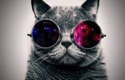 Cool Cat