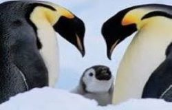 Parent Penguins